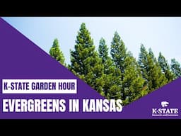 K-State Garden Hour Webinar Series: Evergreens in Kansas