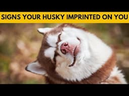 5 Signs Your Siberian Husky Sees You as Their Parent