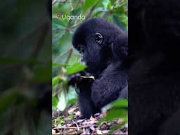 Baby GORILLA in Uganda #shorts