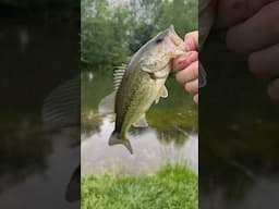 We caught a fish at the same time 😂#bass #largemouth #bassfishing