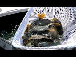 Bluegill Fishing For Stocking The Backyard