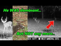 Mid Rut Buck Behavior-What we can learn from trail camera videos