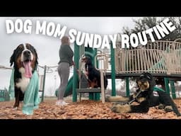 DOG MOM SUNDAY ROUTINE VLOG | pa training, dog grooming, getting my 2 dogs ready for the work week!