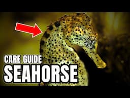 Seahorse Care: Everything You NEED To Know