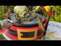 EASY Hummingbird ENDLESS Water Fall Fountain Birds DIY Dollar Tree Holiday Bucket Solar Powered