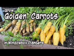 How to Grow Golden Carrots in Containers 🥕- in Window Box Planters