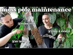 giving my moss poles some TLC 🪴 Moss Pole Extensions