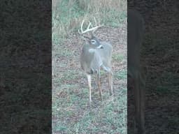 BIG BUCK in Nebraska