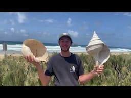 HOW TO CLEAN BIG SEASHELLS! Cleaning up my recent HUGE shell finds with bleach! Old shells into new!