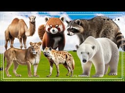 Relax with familiar animals: Camel, Red Panda, Skunk, Lioness, Hyena, Bear - Animal sounds