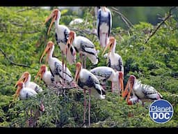 One of the homes of rare birds: this is Keoladeo National Park (FULL DOCUMENTARY)