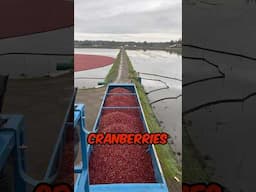 How Cranberries are Harvested 🤯 #agriculture