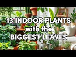 13 Indoor Plants with the Biggest Leaves! #indoorplants