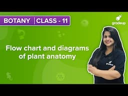 Flow charts and diagrams of plant anatomy