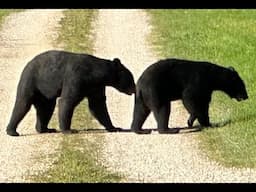 WOW! RARE Footage! Two BIG Black Bears come walking out of corn field right in front of me Wisconsin