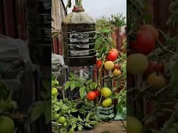 Tomato plant growing in hanging bottles #farming techniques #agriculture #tomatoharvest