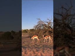 Springbok  #Kgalagadi