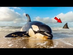 Giant Orca Beached - You'll Never Believe Who Came To The Rescue