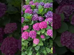 Gorgeous hydrangeas #garden #flowers #hydrangealove