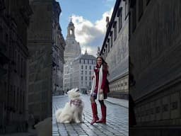 High 5 Dresden 🇩🇪😍 #highfive #travel #germany #dresden #dog #samoyed