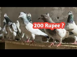 Home Breed K Ghar K Kuch Khass Breeder Jory مکمل سیٹ اپ ختم ہونے لگا