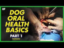 Basics of Dental Care For Dogs