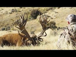 New Zealand Hunting Record Book Red Stag & Fallow Deer