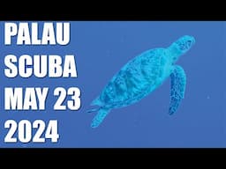 Sea Turtles, Coral Caverns, and the Enchanting Disco Clam | Palau Diving Day 5