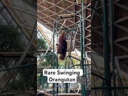 Rare Swinging Orangutang - Toronto Zoo