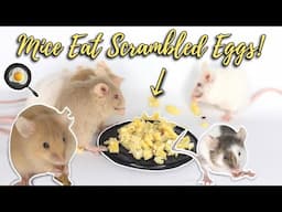 Feeding My 7 Pet Mice SCRAMBLED EGGS! | Mouse Nutrition & Diet