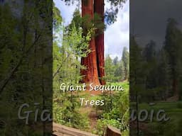 GIANT SEQUOIA TREES 🌳