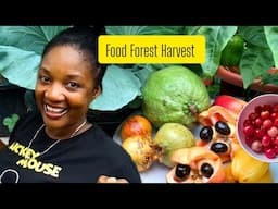 Harvest & Eat Exotic Fruits From My Backyard Food Forest