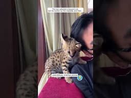 Baby Leopard gets adopted after this happened 😭❤️ #animals #pets #shorts