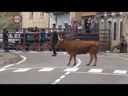 VACAS CALLE EN LAS VENTAS (LA RIOJA) BRAVOS DE VALONSADERO                29 -06- 2024