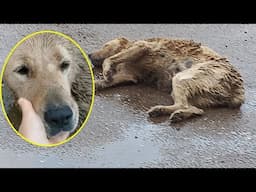 She Was Lying In The Rain, No One Helped, When I Arrived, She Tried To Turn Her Head To Beg For Help