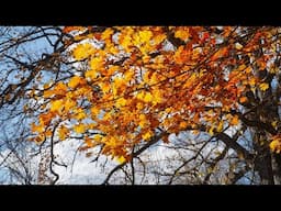 Autumn Days | Sony A7IV w/ 50mm F1.2 - Black Pro Mist 1/8