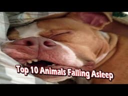 top 10 animals falling asleep