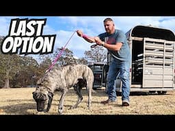 Emotional Video Our Last Option To Save Our Livestock Guardian Dog