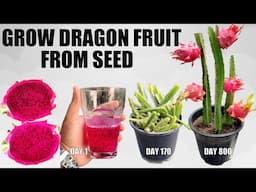 How To Grow Dragon Fruit From Seeds | SEED TO FRUIT