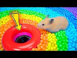 Hamster Escapes Prison Maze🛑Live Stream