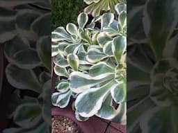 Plant of the day - Aeonium Zeus