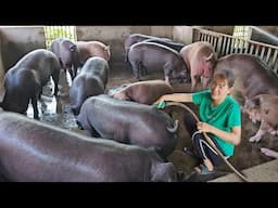 How to fatten pigs quickly for sale. Selling 4-month-old pigs weighing 100kg. ( Ep 314 ).