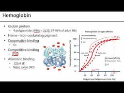 Erythrocytes