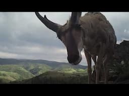 Pronghorn up close and personal! *🔊 Sound on! Watch to the end to hear a pronghorn breathing.*