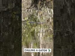 🐊 GATOR SPOTTED IN FLORIDA - HOWS MY GATOR CALL??