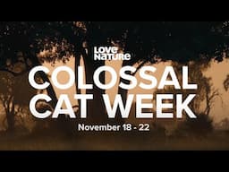 Something Epic Is Coming... #ColossalCatWeek