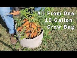 Huge Carrot Harvest - All From One 10 Gallon Grow Bag