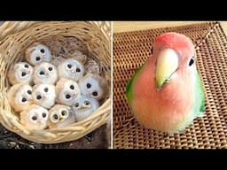 Smart And Funny Parrots Parrot Talking Videos Compilation (2024) - Cute Birds #61