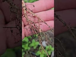 Nitrogen Fixation - Leave Bean Roots in Your Soil || DHBG