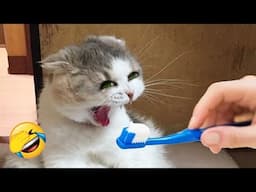 Try Not To Laugh 😂 New Funny Cats and Dogs Videos 😹🐶 Part 20